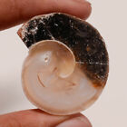 Earthmine Indonesian Fossil Snail Gemstone Fancy 34X31MM Ring Jewelry Cabochon A