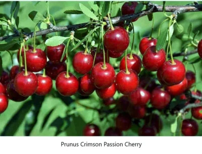 Seed Prunus Crimson Passion Cherry Fruticosa Cerasus EDIBLE CERISIER DWARF TREE - Image 1 of 2