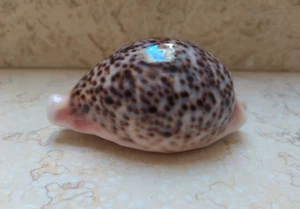 F cypraea pantherina VERY HUGE SIZE 98.2 mm F++++F+++ red sea shell specimen - Picture 1 of 11