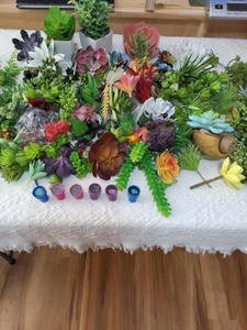 Succulents, Air Plants, Cacti,  Mini Planters,  Seashell, Big- Small- Tiny TMTC - Picture 1 of 6