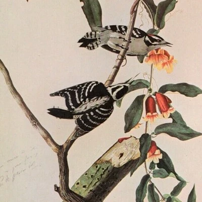 Plato de libro de arte vintage 306 John James Audubon Birds DOWNY WOODPECKER Foto 1 de 3