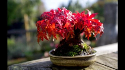 Snake bark maples starter bonsai tree young sapling Autumn colour! stunning bark - Image 1 of 3