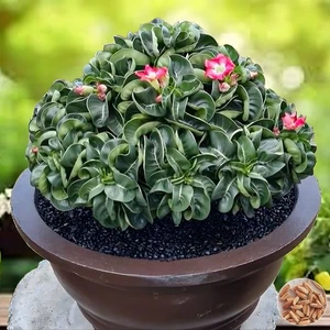 Desert Rose / Adenium Rare Dorset Horn Hybrid ‘ChokDeeMeeSuk’ Wavy Leaves Bonsai - Picture 1 of 17