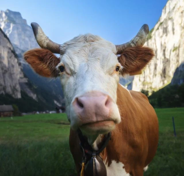 Wandbild: Kuh, Alpen. Jungfrau Region, Schweiz (89477863) - Bild 1 von 1