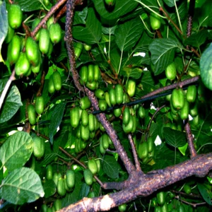 Issai Kiwi Seeds Arctic Grape Berry Superfruit Garden Plant Cold Hardy Fast Vine - Picture 1 of 12