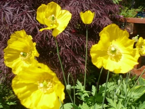 Papaver Meconopsis Yellow Welsh Poppy 500+ Seeds  *Shelley aka PoppyQueen👑 - Picture 1 of 8