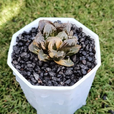 Haworthia Keganii x haworthia Cooperi var. Venusta Variegated Rare Succulent  - Image 1 of 4