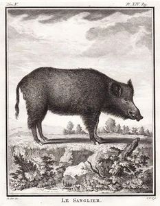 Jabalí jabalí cantante grabado en cobre grabado Buffon 1780 - Imagen 1 de 1