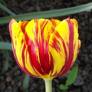 @ (◕‿◕)\\@ Triumphtulpen : Tulpe  "  Banja Luka  " ( 5 Blumenzwiebeln ) - Bild 1 von 1