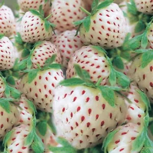 5 Stück Erdbeerpflanzen Ananas-Erdbeer/Pflanzen - Bild 1 von 4