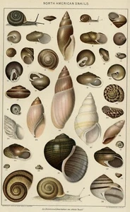 Schnecken, Muscheln: 1902 authentische datierte naturhistorische Steinchromolithographie - Bild 1 von 4