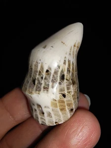 ¡¡¡INCREÍBLES AMONITAS!!! CUERNO CRISTALIZADO CORAL FÓSIL DE TIMOR, INDONESIA, 38MM - Imagen 1 de 8