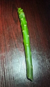 High Quality Plumeria Cuttings - White or Rainbow! - 8-12 inch Unrooted - Picture 1 of 4