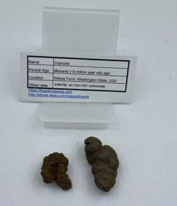 Washington State Coprolite Genuine Fossilized Feces Poop Dung CP4 - Picture 1 of 4