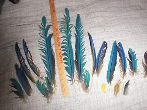 Macaw Feathers Blue & Gold 12 Total Plus little ones
