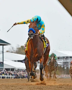 AMERICAN PHAROAH 2015 BREEDERS CUP CLASSIC CHAMPION WINNER HORSE 8X10 PHOTO STRC - Picture 1 of 1