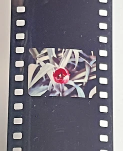 Eye Gate House 35mm Film "Plants that Grow In And Around Washington School" - Picture 1 of 11
