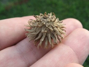 10 Stück Sägezahn Eiche (Quercus accutisima) Kappen Urlaub Cottagecore Dekor Kunst - Bild 1 von 1
