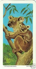RED ROSE TEA CARD, SERIES: ANIMALS AND THEIR YOUNG, KOALA, YEAR 1972
