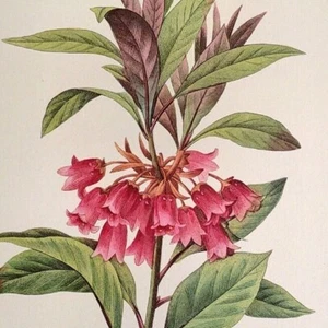 P. J. Redoute Blumen Enkianthus Quinqueflotus Botanischer Kunstdruck Exlibris 36 - Bild 1 von 2