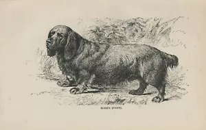 SUSSEX SPANIEL OLD ANTIQUE 1900 DOG ART PRINT - Picture 1 of 1