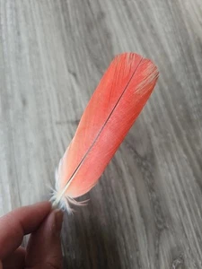 10 cm rote ❤ Vogelfeder Papageienfeder Mauserfedern basteln Feder Traumfänger - Bild 1 von 5