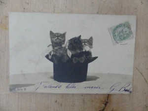 French RPPC 1903, 3 Kittens In Top Hat - Picture 1 of 2