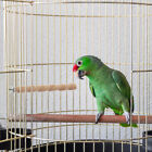  Perche jouet oiseau perroquet patte bâton de meulage perruche perruches pour cage