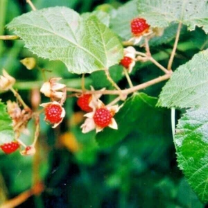 2 X NATIVE ATHERTON RASPBERRY PLANT-BUSH TUCKER-TEA SUBSTITUTE-GARDEN FRUIT TREE - Picture 1 of 6