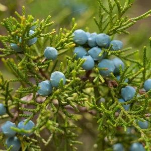 Juniperus virginiana (Eastern Red Cedar) Tree Seeds, Small, Berry-Like Cones - Picture 1 of 7