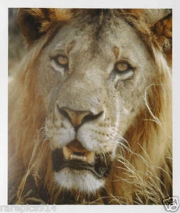Lion with Mane Vintage Original Head Shot Photo Lithograph - Bild 1 von 1