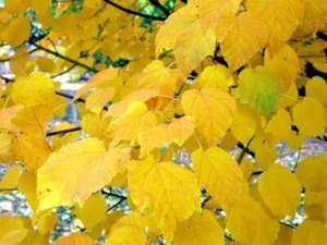 15 SEMI D'ACERO GROSSER - Acer davidii subsp. grosseri - Foto 1 di 9