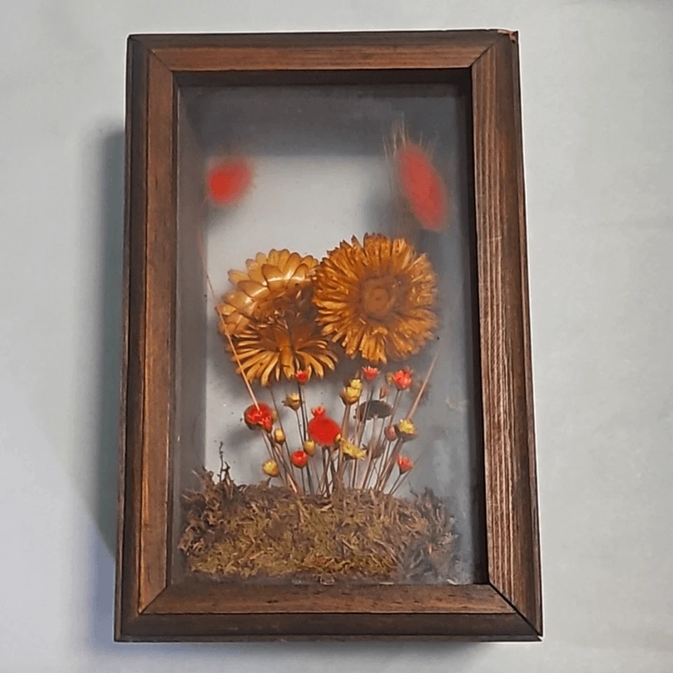 Caja de sombra vintage MCM 60s flor silvestre seca enmarcada arte único en su clase Foto 1 de 4