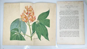 1818 Edwards Botanical #310 Aisculus Horse Chestnut Bucks Eye 9.75" x 11.75" - Picture 1 of 3