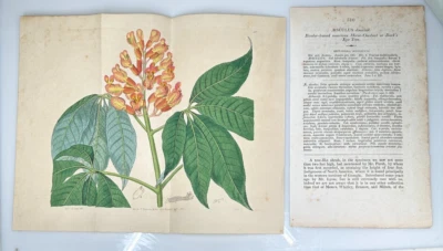 1818 Edwards Botanical #310 Aisculus Horse Chestnut Bucks Eye 9,75" x 11,75" Foto 1 de 3