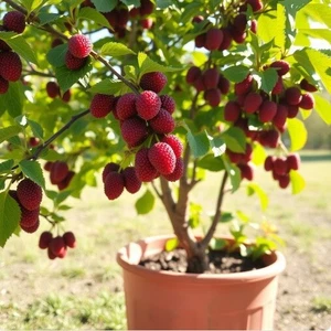 2x winterharte rote Maulbeer-Bäume schnellwüchsige Pflanzen für den Garten - Bild 1 von 1
