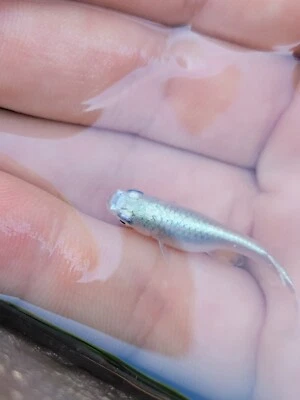 6 Platinum Medaka Rice Fish ( Orzyias Latipes ) 2DAY SHIPPING/ LIVE GUARANTEE - Image 1 of 4