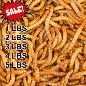 Bulk Dried Mealworms for Wild Birds Food Blue Bird Chickens Hen Treats Wholesale - Picture 1 of 9