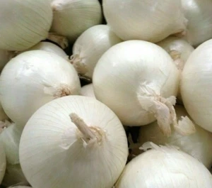 WHITE ONION SEEDS 250+ SWEET SPANISH allium VEGETABLE GARDEN FREE SHIPPING - Picture 1 of 1