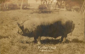 Postal Ganado 900 libras Cerdo Maestro Jefe RPPC Sin Publicar - Imagen 1 de 2
