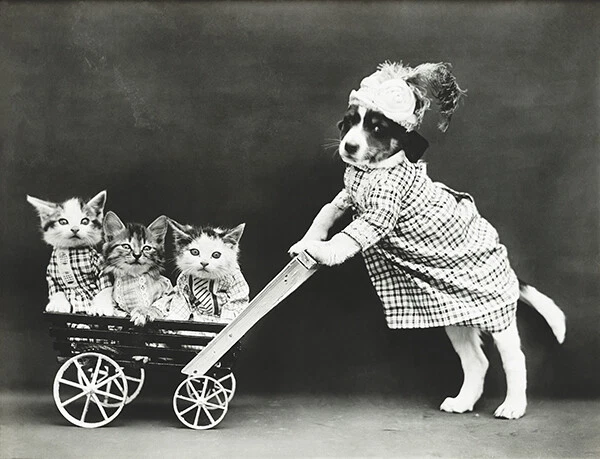 The Outing - Puppy Kittens Stroller - 1914 - Photo Poster - Image 1 of 1