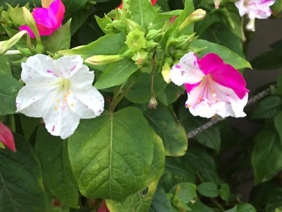 --- 20+ Wunderblume Samen --- Mirabilis jalapa - weiß-pink - aus Bio - Garten - Bild 1 von 4
