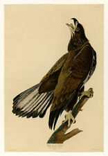 John James Audubon White-headed Eagle Fine Art Giclee Canvas Print repro