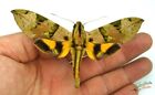 Eumorpha Capronnieri Sphinx Hawk-Moth SET x1 A1- Insect Entomology Specimen
