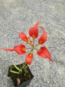Lilium catesbaei plants VERY RARE - Bild 1 von 2