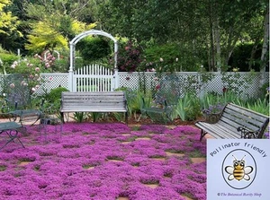 Thymus serpyllum (Wild Creeping Mother of Thyme) 50 Seeds | Garden Flowers | UK - Picture 1 of 3