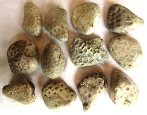 12 piedras Petoskey Michigan sin pulir - fósil de coral del Devónico - 3+ lb - 1,47 kg - Imagen 1 de 4