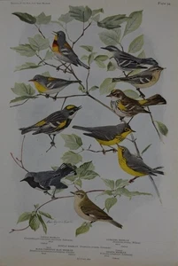 Antike Vogelkunst Ornithologie Vögel von New York Kanada Sänger 1923 Geschichte - Bild 1 von 9