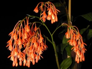 Orchid SPECIES Epidendrum spathatum XXX RARE COLOURFUL RARE - Picture 1 of 12