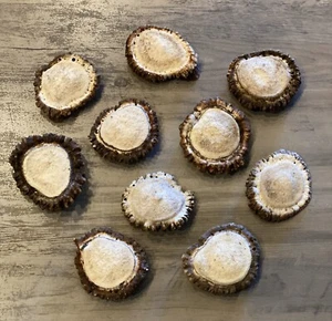**10 ROCKY MOUNTAIN ELK SHED ANTLER BURRS 2”-3”+** see description - Picture 1 of 3
